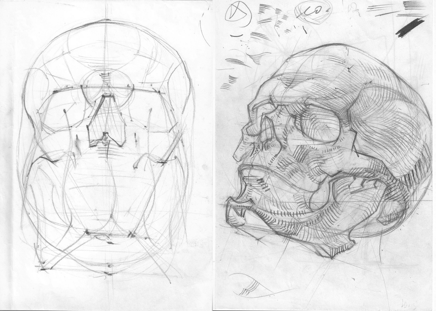 Анатомия черепа для рисования
